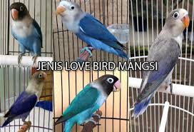 Lovebird kepala elang termasuk ke dalam keluarga lovebird fischeri. 5 Jenis Lovebird Mangsi Yang Berkuallitas Ciri Harga Dan Suara