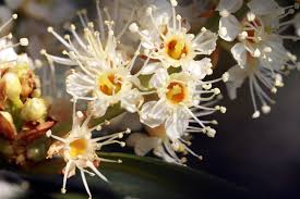 Prunus laurocerasus) wird übrigens auch lorbeerkirsche genannt. Kirschlorbeer Ohne Beeren Diese Sorten Tragen Keine Fruchte