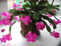 цветущие комнатные комнатные цветы фото и названия и уход за ними Dekabrist Cvetok Primety Komnatnye Rasteniya Cvety Rasteniya
