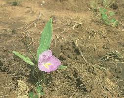 Image result for Siphonochilus