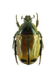 pictorial beetle collection of the royal belgian institute of natural sciences 甲虫類 虫 ハナムグリ