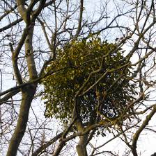 Image result for Santalaceae