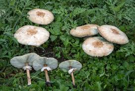 The website was a great. Chlorophyllum Molybdites Wikipedia