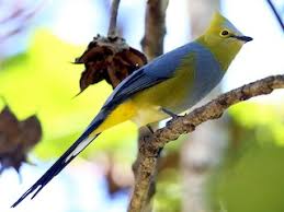 Check spelling or type a new query. Long Tailed Silky Flycatcher Ptiliogonys Caudatus Birds Of The World