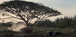 Maybe you would like to learn more about one of these? 50 First Dates Filming Locations 2004 Homeyhawaii