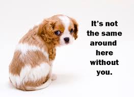 Funny i miss you quotes for him or her from the within. We Will Miss You Funny Quotes Quotesgram