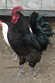 Black Australorp Chicken Egg Color Black Australorp Rooster What A Beauty Pet Chickens Beautiful Chickens Chickens Backyard
