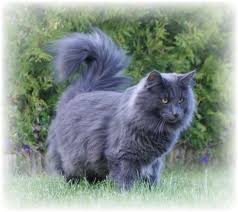 I Prefer Black Cats But This Blue Norwegian Forest Cat Is Amazing Norwegian Forest Cat Cute Cats And Dogs Forest Cat