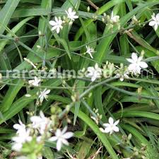 Image result for Chlorophytum filipendulum
