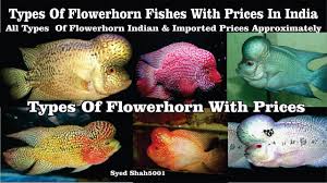 Types Of Flowerhorn Fish With Prices In India Flowerhornfishtypes