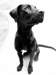 Check spelling or type a new query. Rhodesian Ridgeback X Labrador Dog Face Rhodesian Ridgeback Labrador