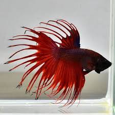 Male Betta 034 Red Black Long Thorn Crown Tails 034 Promotional Sale 10 00 Pm 19 Betta Crown Of Thorns Fish Pet