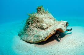 Conch Shells