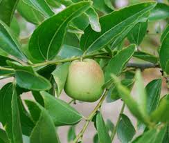 Image result for Ziziphus mauritiana