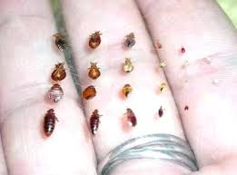 Size Bed Bugs Sublimefinds Co