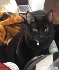 We recently had a cat run away, and we are trying to find a way for our kids to have closure. Missing Cat My Sister S Cat Ran Away New Bedford Guide Facebook