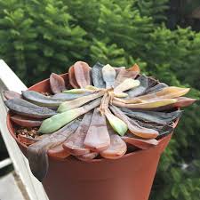 How to fix an overwatered plant? Overwatered Succulent Remedies Everything You Need To Know