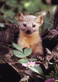 Creature Feature The American Marten National Parks Traveler
