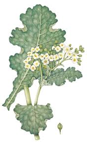 Image result for Crambe hispanica