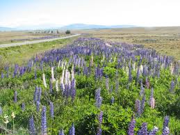 images?q=tbn:ANd9GcRrifypm3DUUSIoPXpOdn8SYH414dyAQXKd-p8svPA-Z9_O-igo