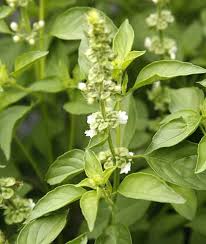 Image result for Ocimum americanum