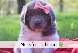 The giant, drooling newfoundland dog grows up to 176 lbs. Akc Puppies For Sale Kate S Puppies In Ohio