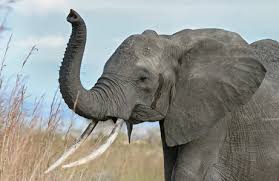 Report Text Tentang Binatang Elephant Contoh Dalam Bahasa Inggris Beserta Artinya Http Www Kuliahbahasainggris Com Report T Gajah Afrika Gajah Gajah Asia