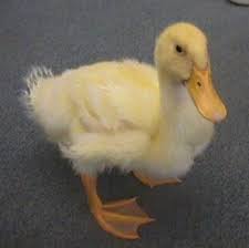 Wild Life Planet Duck