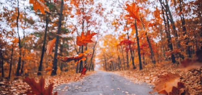 Fall Photography Tips for Foliage & More | Artifact Uprising