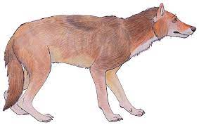 Dire Wolf Dire Wolf Extinct Animals Paleo Art