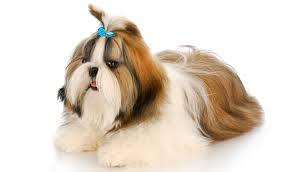 The design is not printed on the fabric. Licg Nl Shih Tzu
