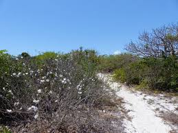 Image result for Xylotheca tettensis