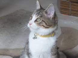 boncuk profil sayfasi 125 petozel com tekir kediler kedi kedi evi