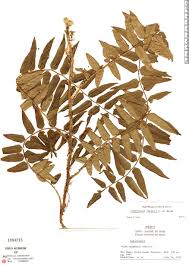 Image result for Lomariopsis