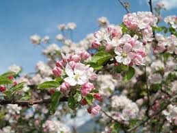 Dass fünf prozent der blüten bestäubt zu früchten heranreifen, reicht bei apfel oder birne für eine vollernte, während bei steinobst der entsprechende. Sudtirol Eine Ganze Region Im Obstblutenrausch 59plus