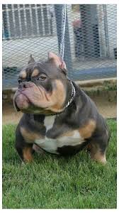 Cristal bully camp miss lalypop доставка. American Bully Pocket With Ears Americanbullypocketwithears Pretty Toy Son Of Pretty Boy In 2021 Bully Breeds Dogs Bully Dog Cute Animals