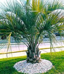 Pin On Buy Cold Hardy Palm Trees