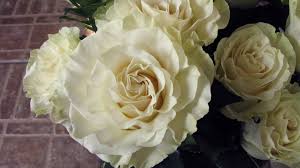 Maybe you would like to learn more about one of these? Rosa Mondial Google Search Rose Wholesale Flowers White Roses