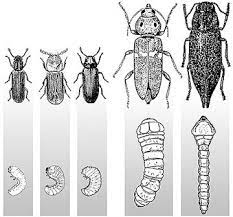 These beetles have extremely flat bodies. Wood Boring Beetles Mu Extension