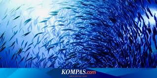 Sebagian besar warna laut adalah biru. Rahasia Alam Semesta Kenapa Laut Dan Langit Berwarna Biru Halaman All Kompas Com