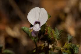 Image result for Kotschya