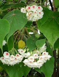 Image result for Dombeya