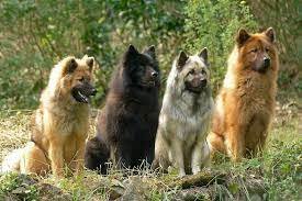 Find your perfect stud dog today, free to advertise, free to join, browse over 16800 stud dogs now. Eurasier Puppies For Sale Ireland Bmo Show