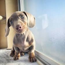 Common causes of skin issues. Dachshund Skin Problems