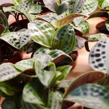 Image result for Geigeria schinzii