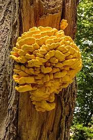 A warm, humid summer can cause fungus to grow on your otherwise stately, beautiful oak trees. Laetiporus Sulphureus Wikipedia