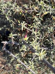 Image result for Cadaba termitaria