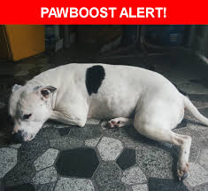 Pin On Pit Bull Love Tank