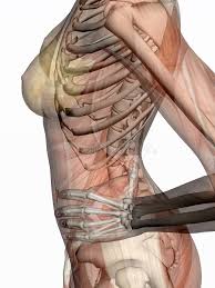Alright, so now for our side view will start by drawing a slant this way. 5 Side View Torso Free Stock Photos Stockfreeimages