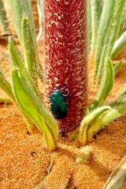 Image result for Buchnera chimanimaniensis